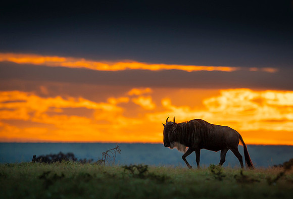 Gnu Antilope