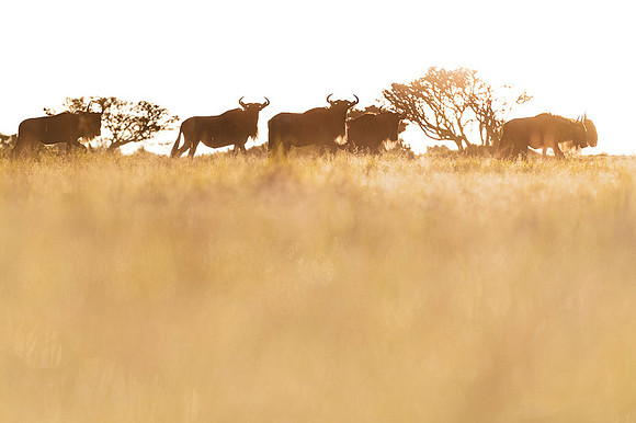 Gnu Antilope
