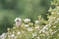 Red-backed Shrike / Gąsiorek