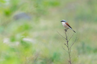 Red-backed Shrike / Gąsiorek