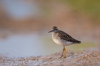 Wood Sandpiper / Łęczak
