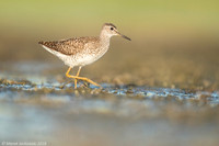 Wood Sandpiper / Łęczak
