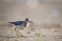 Wood Sandpiper / Łęczak