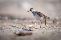 Wood Sandpiper / Łęczak