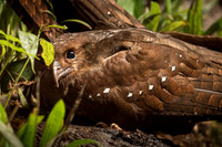 Oilbird