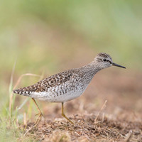 Wood Sandpiper / Łęczak