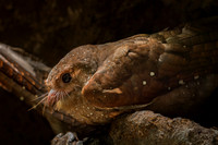 Oilbird
