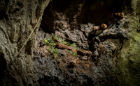 Oilbird