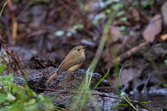 Slaty blue flycatcher female
