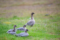Pink-footed goose