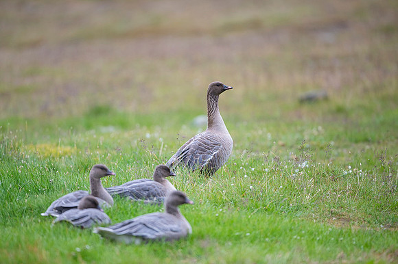 Pink-footed goose