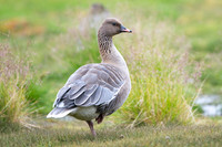 Pink-footed goose