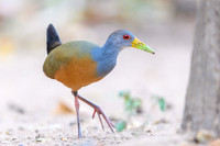 Grey-necked Wood-rail