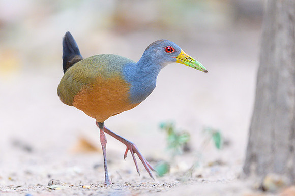 Grey-necked Wood-rail