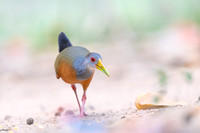Grey-necked Wood-rail