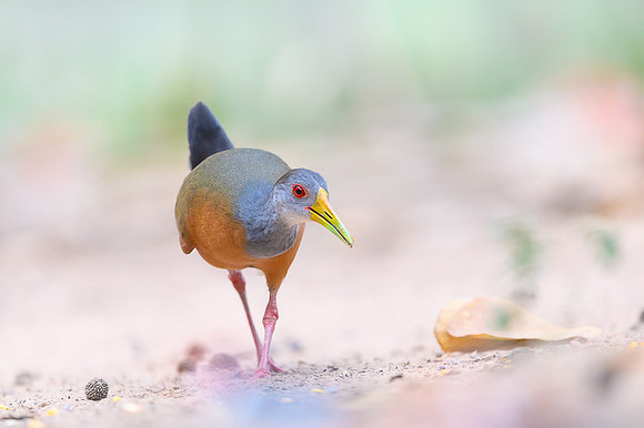 Grey-necked Wood-rail