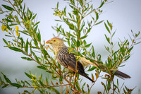Guira Cuckoo