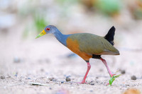 Grey-necked Wood-rail