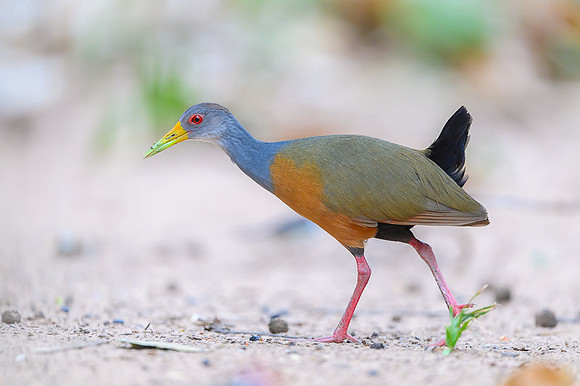 Grey-necked Wood-rail
