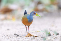 Grey-necked Wood-rail