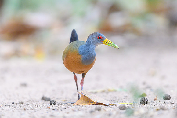 Grey-necked Wood-rail