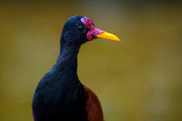 Wattled Jacana