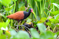 Wattled Jacana