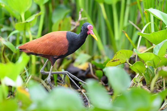 Wattled Jacana