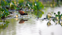 Wattled Jacana