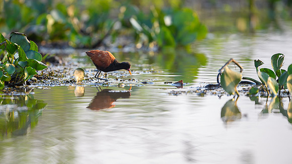 Wattled Jacana
