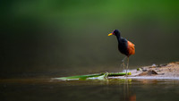 Wattled Jacana