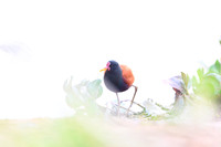 Wattled Jacana