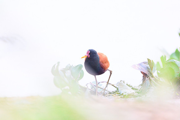 Wattled Jacana