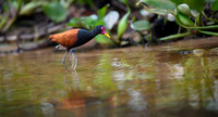 Wattled Jacana