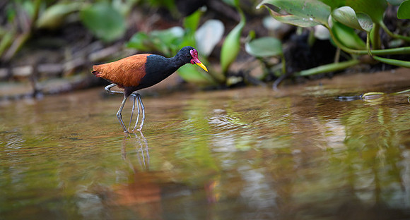 Wattled Jacana