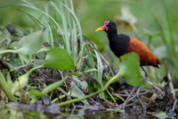 Wattled Jacana