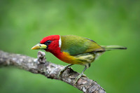 Red-headed Barbet