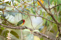 Red-headed Barbet