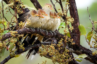 Guira Cuckoo
