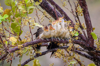 Guira Cuckoo