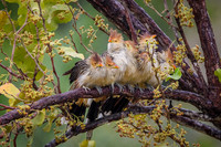 Guira Cuckoo