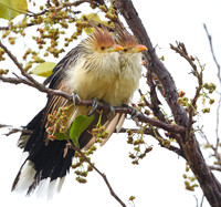 Guira Cuckoo