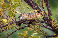 Guira Cuckoo