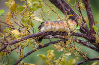 Guira Cuckoo