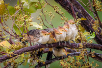 Guira Cuckoo