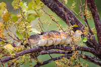 Guira Cuckoo