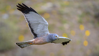 Cinereous Harrier