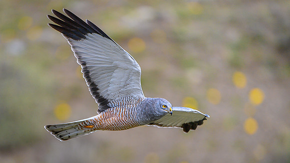 Cinereous Harrier
