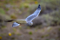 Cinereous Harrier