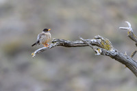 Austral Thrush